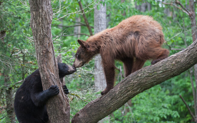 Black Bears • Northern Minnesota