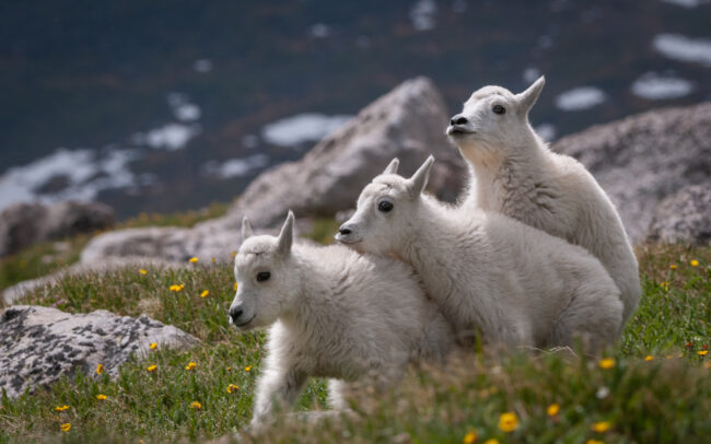 Mountain Goats • Mount Evans, Colorado