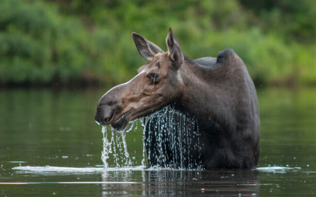 Moose • Baxter State Park, Maine