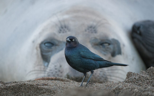 Brewer's Blackbird and Seal • San Simeon, California