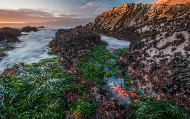 Bat Stars • Montaña De Oro State Park, California