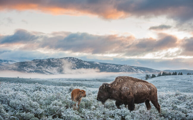 Bison Mother and Calf • Yellowstone National Park, Wyoming