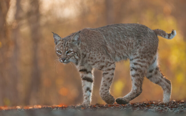 Bobcat • Irvine, California