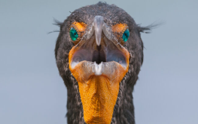 Double-crested Cormorant • Everglades National Park, Florida