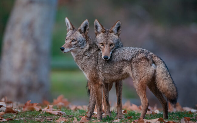 Coyotes • Griffith Park, Los Angeles