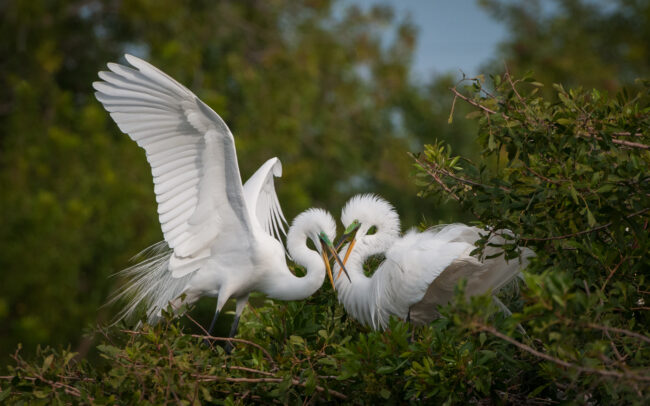 Great Egrets • Venice, Florida