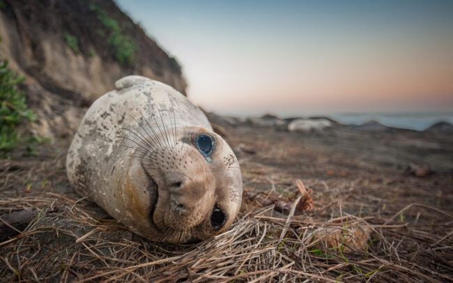 Northern Elephant Seal • Central California Coast