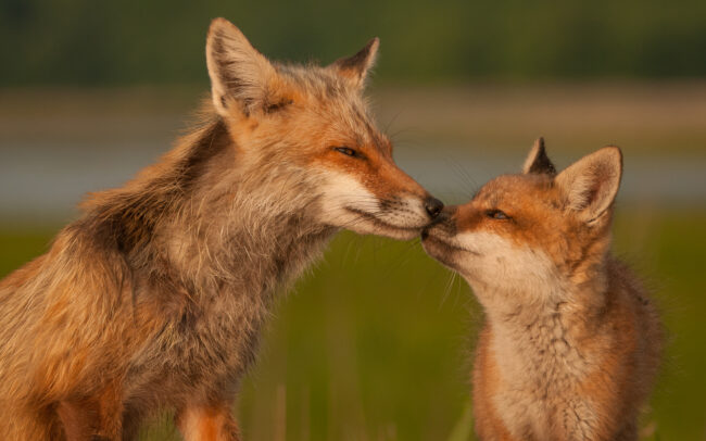Red Fox Mother and Pup • Bombay Hook National Wildlife Refuge, Delaware