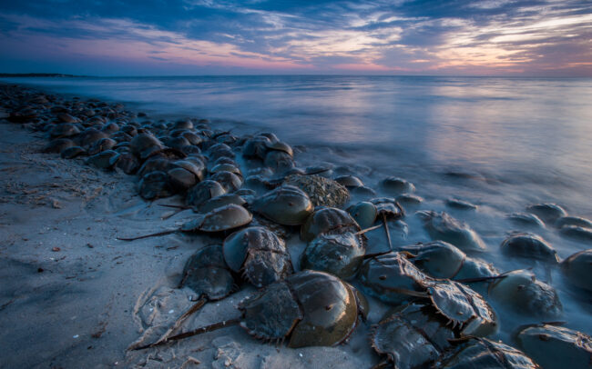 Horseshoe Crabs • Cape May, New Jersey