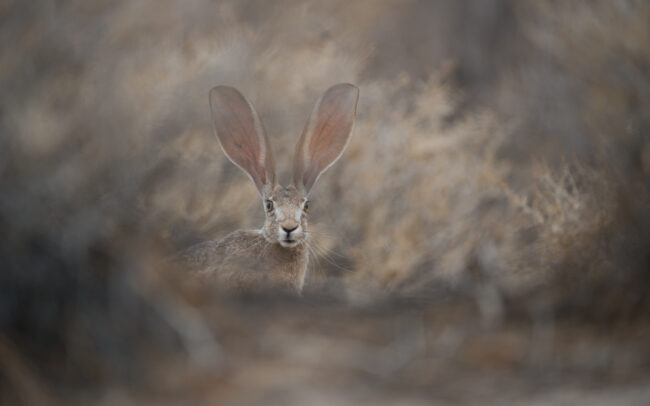 Jackrabbit • Anza Borrego Desert State Park, California