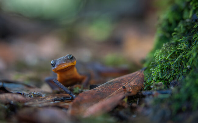 California Newt • Point Reyes National Seashore, California