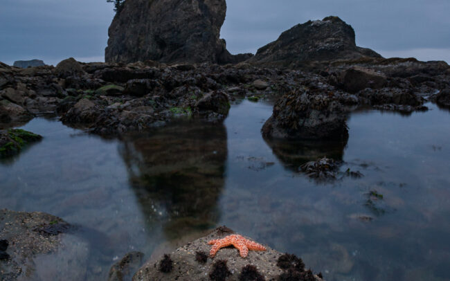 Ochre Sea Stars • Olympic National Park, Washington