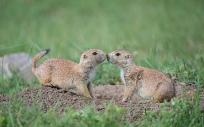 Prairie Dog Kiss • Wind Cave National Park, South Dakota