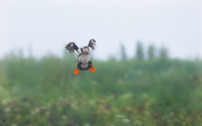 Atlantic Puffin • Machias Seal Island, Maine/New Brunswick