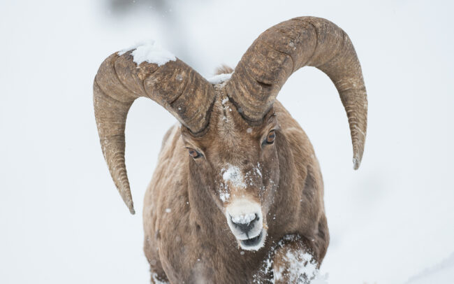 Bighorn in Snow • Yellowstone National Park, Wyoming