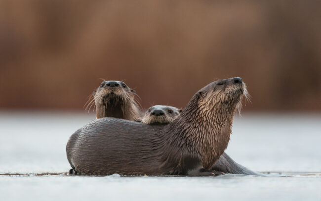 North American River Otter • Muscatatuck National Wildlife Refuge, Indiana