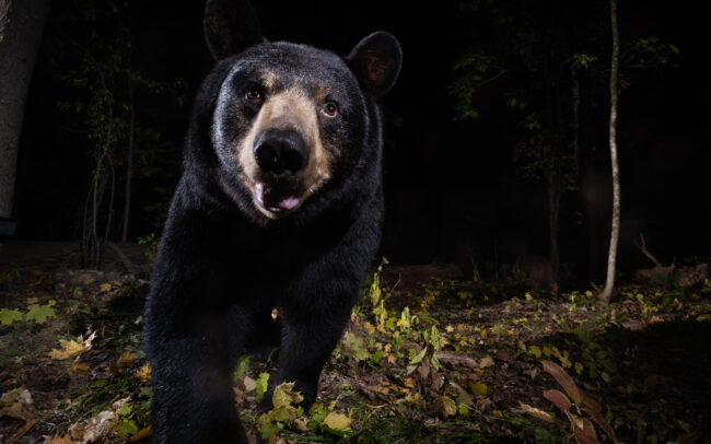 Black Bear • Farmington, Connecticut