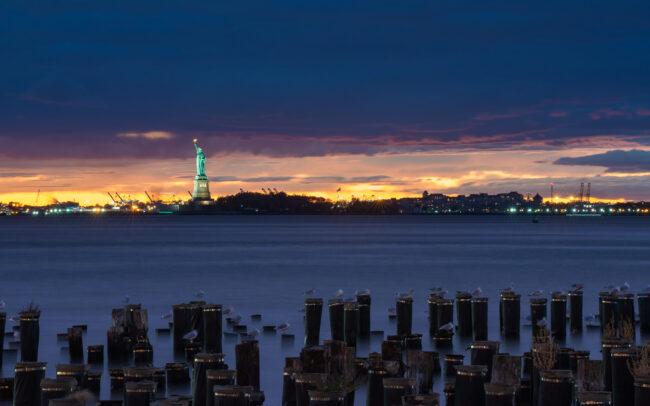 Ring-Billed Gulls • Brooklyn Bridge Park, New York