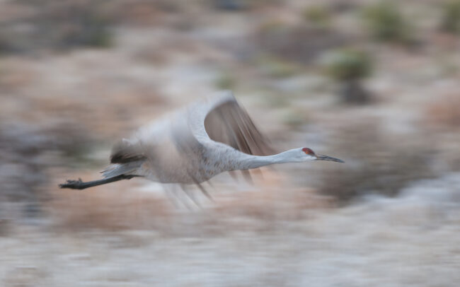 Sandhill Crane • Bosque Del Apache National Wildlife Refuge, New Mexico