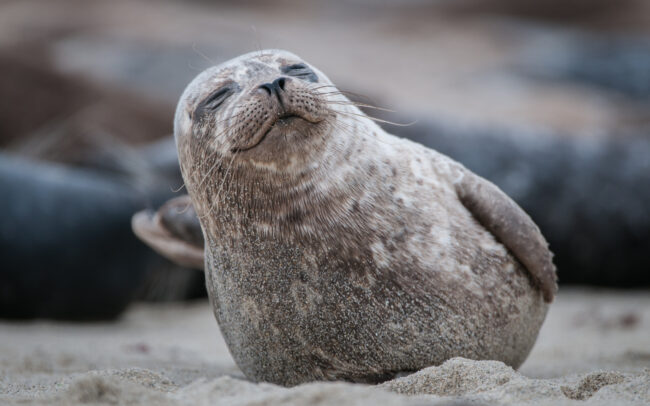 Harbor Seal • La Jolla, California