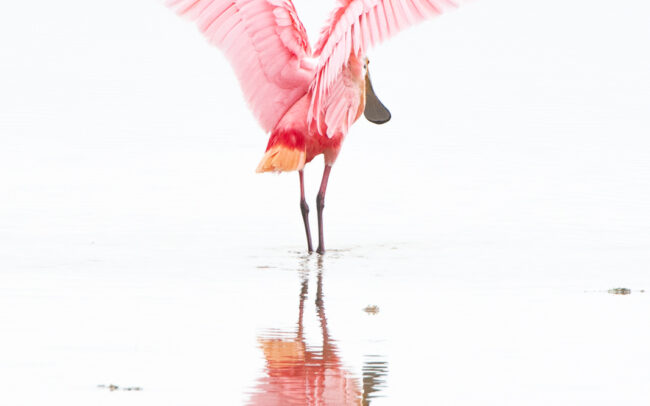 Roseate Spoonbill • Ding Darling National Wildlife Refuge, Sanibel Island, Florida