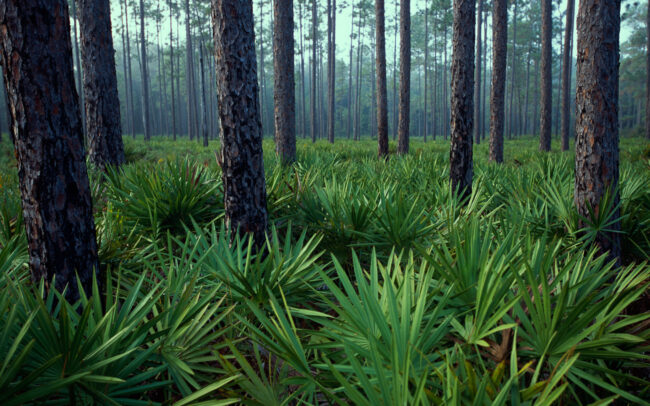 Palmetto Forest • Okefenokee Swamp, Georgia