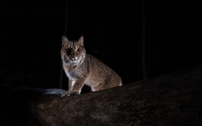 Bobcat • Farmington, Connecticut