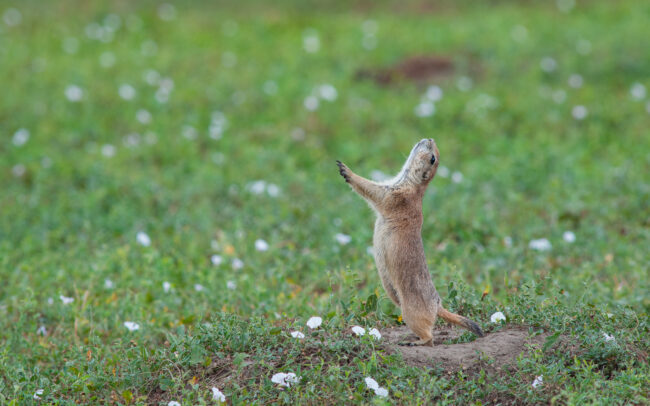 Prairie Dog • Badlands National Park, South Dakota.