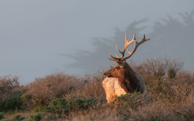 Tule Elk • Point Reyes National Seashore, California