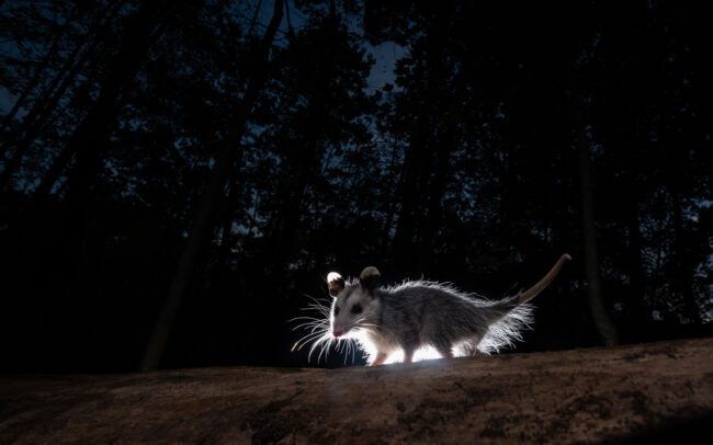 Virginia Opossum • Farmington, Connecticut