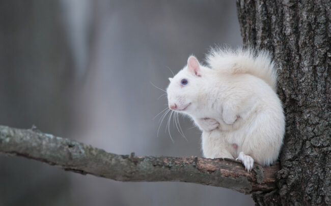 White (Grey) Squirrel • Olney, Illinois