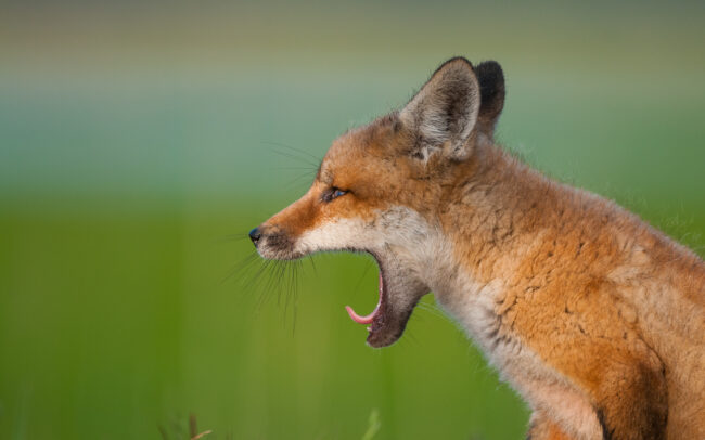 Red Fox • Bombay Hook National Wildlife Refuge, Delaware