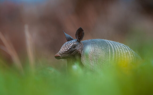 Nine-Banded Armadillo • Merritt Island, Florida