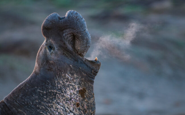 Northern Elephant Seal • Central California Coast