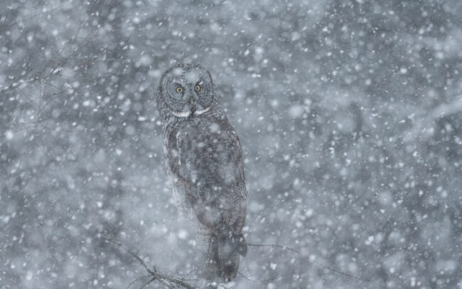 Great Grey Owl • Northern Minnesota