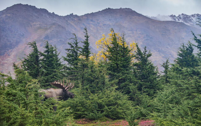 Bull Moose • Chugach State Park, Alaska