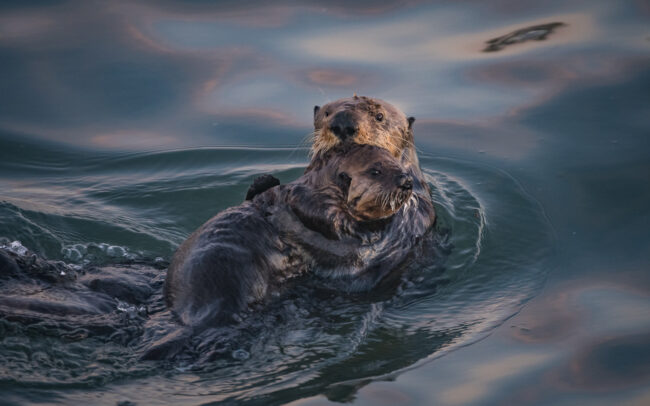 Sea Otters • Morro Bay, California
