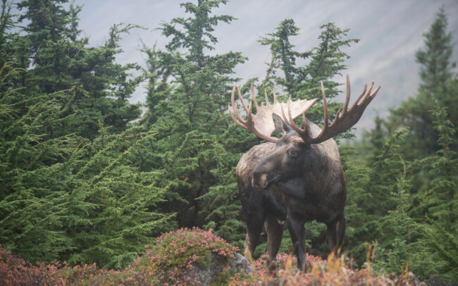 Bull Moose • Chugach State Park, Alaska