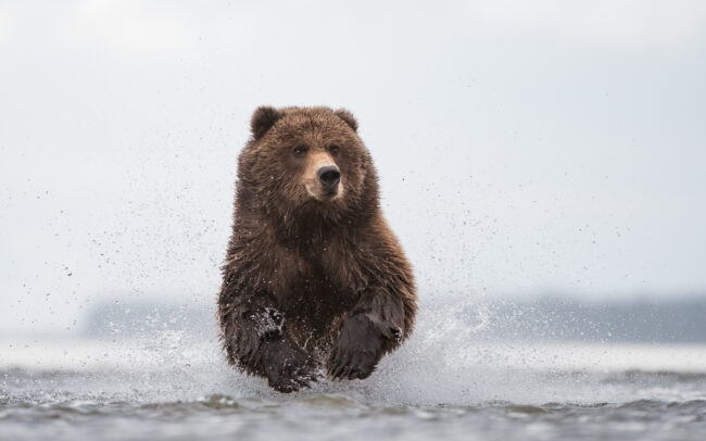 Coastal Brown Bear • Lake Clark National Park, Alaska