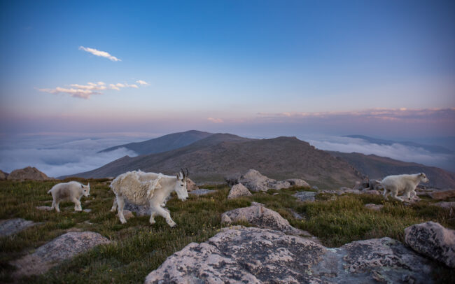Mountain Goats • Mount Evans, Colorado