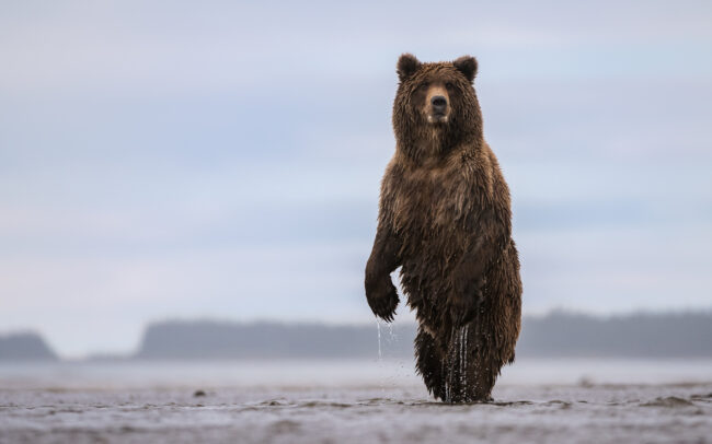 Coastal Brown Bear • Lake Clark National Park, Alaska