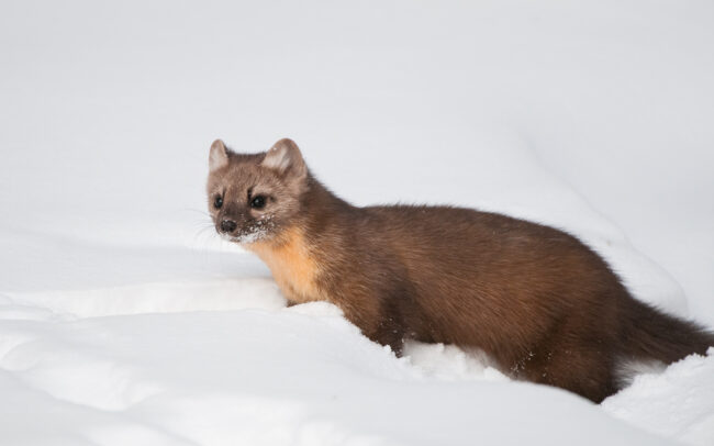 Pine Marten • Silver Gate, Montana