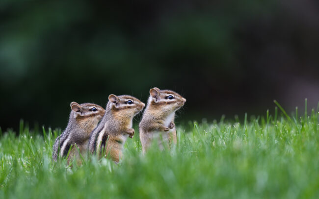 Chipmunks • Farmington, Connecticut