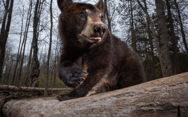 Black Bear Cub • Farmington, Connecticut