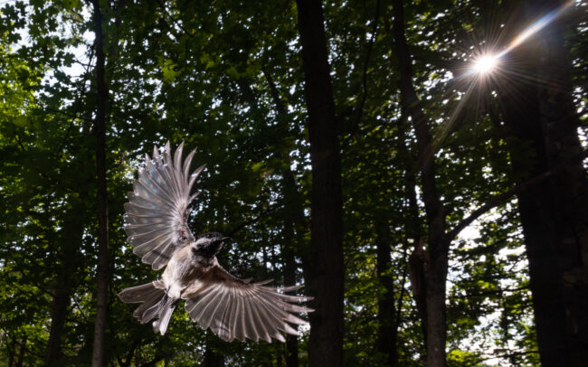 Black-Capped Chickadee • Farmington, Connecticut