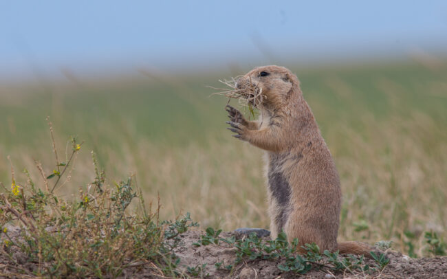 Prairie Dog • Badlands National Park, South Dakota