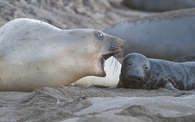 Northern Elephant Seal Mother and Pup • Near San Simeon, California