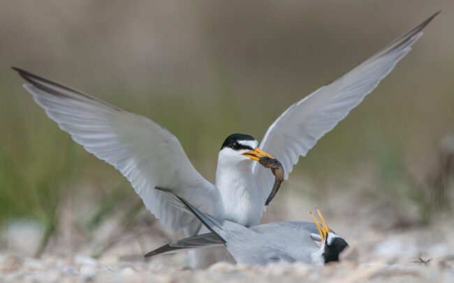 Least Terns Mating • Cape May, New Jersey