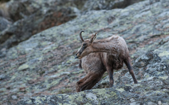 Chamois • Gran Paradiso National Park, Italian Alps