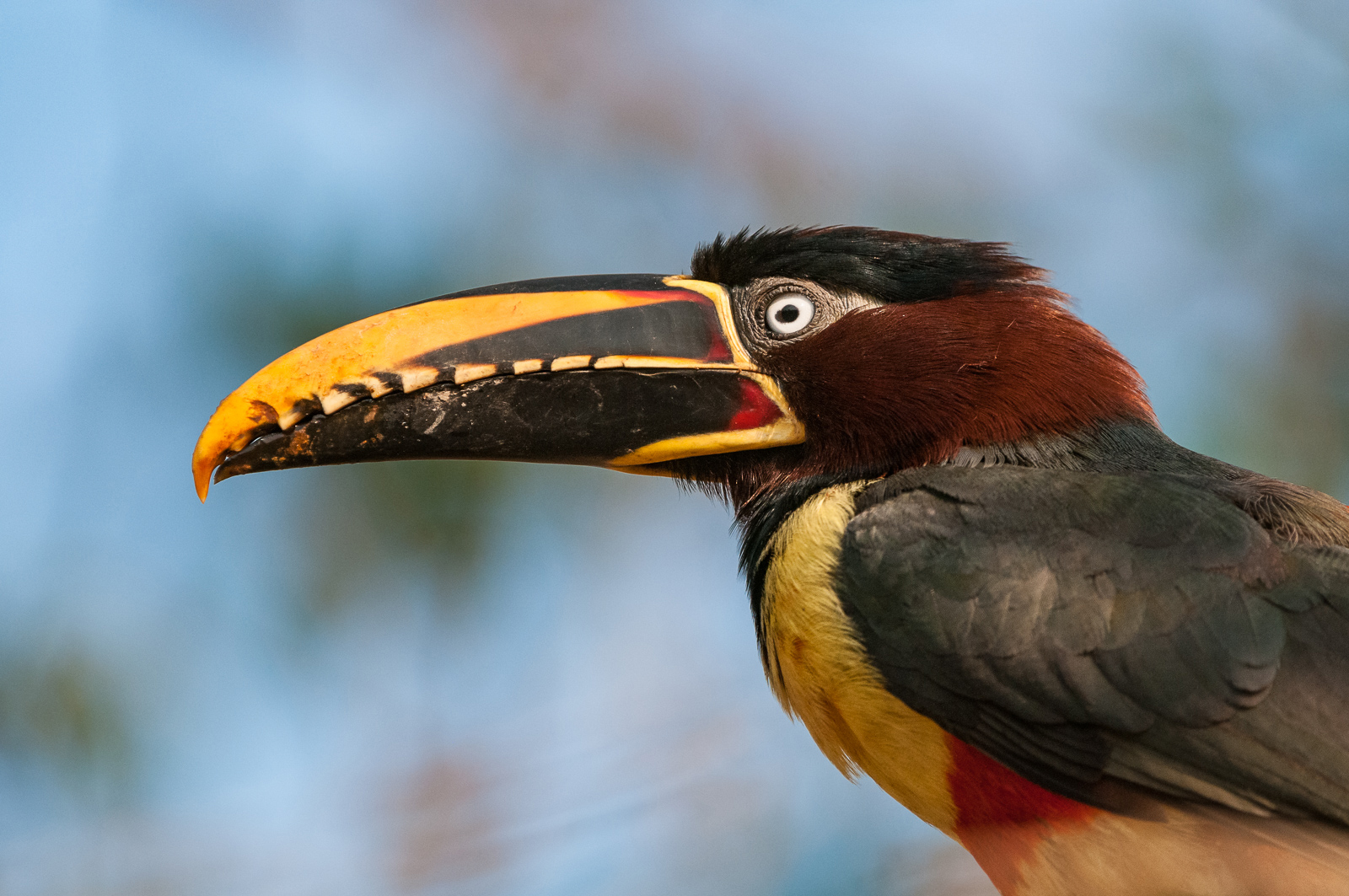 Chestnut-Eared Aracari